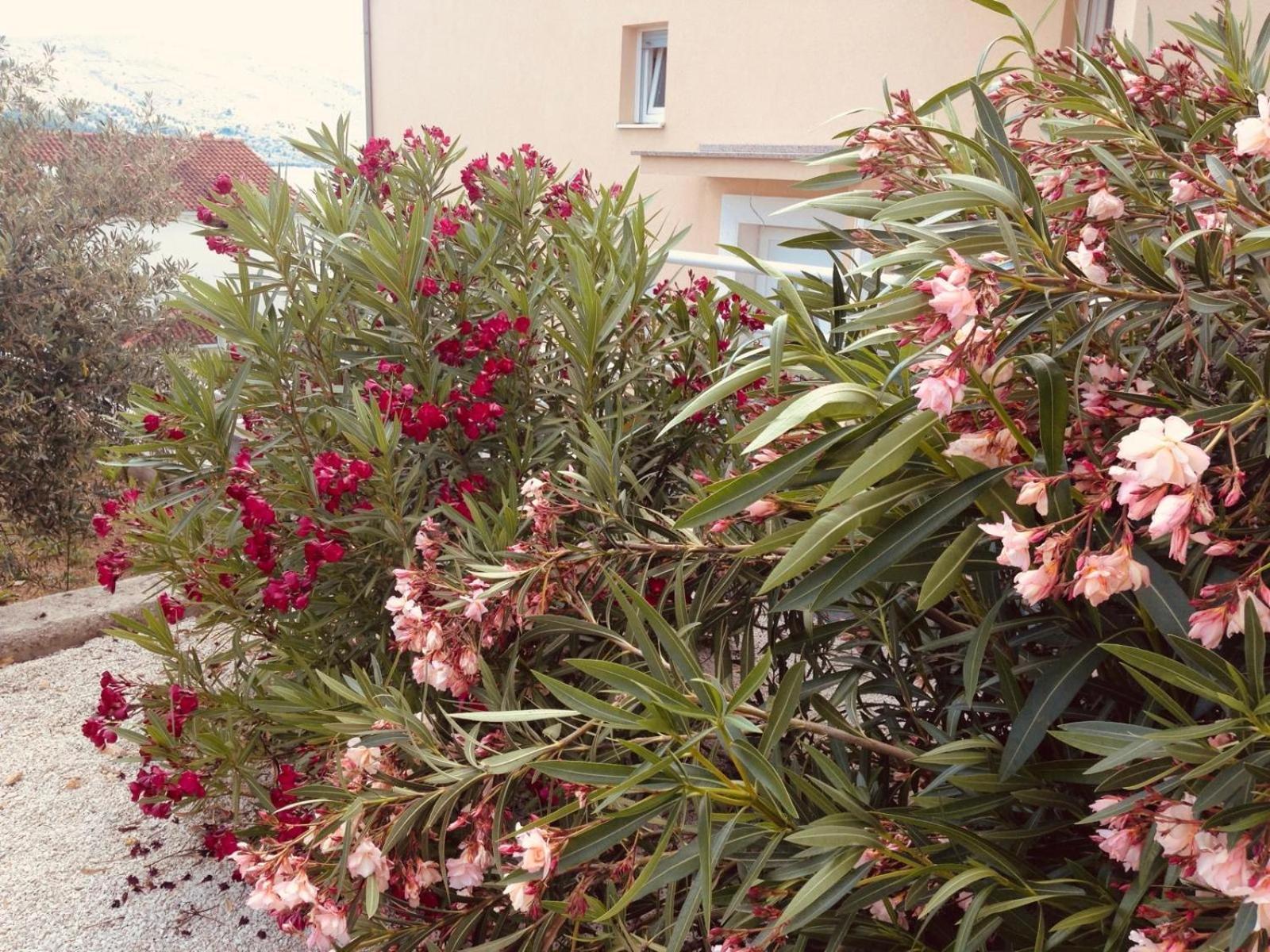 House Agradable Apartment Seget Vranjica Ngoại thất bức ảnh